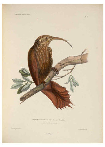 Reproducción/Reproduction 6120583208: Iconographie ornithologique Paris :Chez Friedrich Klincksieck [etc., etc.],1849 [i.e. 1845-1849] 