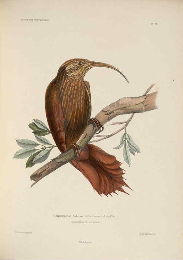 Reproducción/Reproduction 6120583208: Iconographie ornithologique Paris :Chez Friedrich Klincksieck [etc., etc.],1849 [i.e. 1845-1849] 