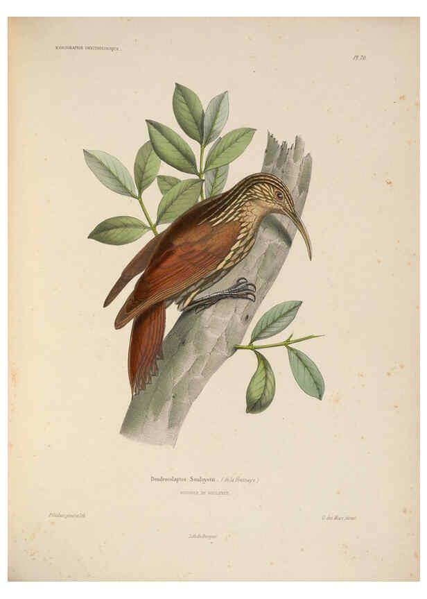 Reproducción/Reproduction 6120583408: Iconographie ornithologique Paris :Chez Friedrich Klincksieck [etc., etc.],1849 [i.e. 1845-1849] 