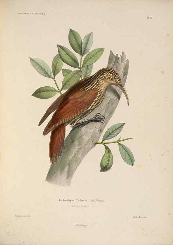 Reproducción/Reproduction 6120583408: Iconographie ornithologique Paris :Chez Friedrich Klincksieck [etc., etc.],1849 [i.e. 1845-1849] 