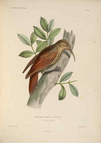 Reproducción/Reproduction 6120583408: Iconographie ornithologique Paris :Chez Friedrich Klincksieck [etc., etc.],1849 [i.e. 1845-1849] 