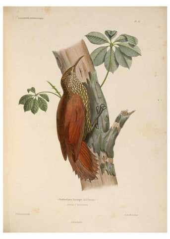 Reproducción/Reproduction 6120583726: Iconographie ornithologique Paris :Chez Friedrich Klincksieck [etc., etc.],1849 [i.e. 1845-1849] 