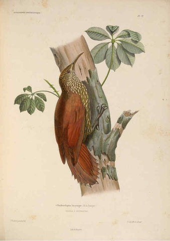 Reproducción/Reproduction 6120583726: Iconographie ornithologique Paris :Chez Friedrich Klincksieck [etc., etc.],1849 [i.e. 1845-1849] 