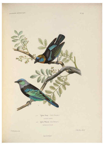 Reproducción/Reproduction 6120579168: Iconographie ornithologique Paris :Chez Friedrich Klincksieck [etc., etc.],1849 [i.e. 1845-1849] 