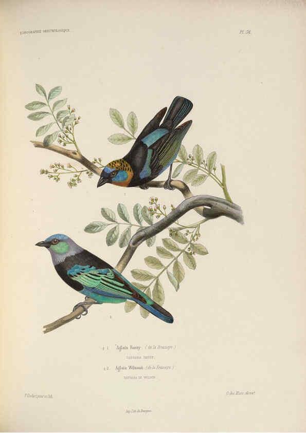 Reproducción/Reproduction 6120579168: Iconographie ornithologique Paris :Chez Friedrich Klincksieck [etc., etc.],1849 [i.e. 1845-1849] 