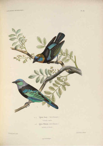 Reproducción/Reproduction 6120579168: Iconographie ornithologique Paris :Chez Friedrich Klincksieck [etc., etc.],1849 [i.e. 1845-1849] 