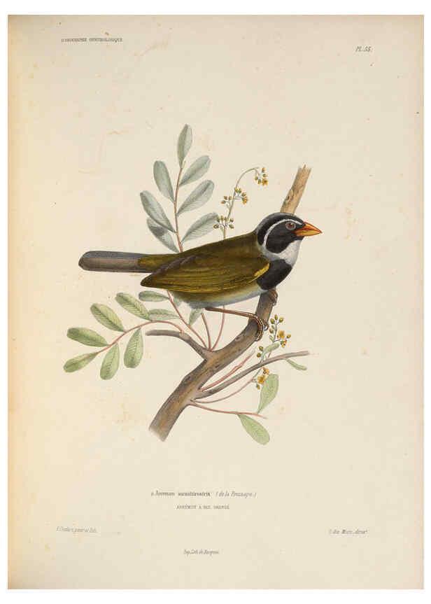 Reproducción/Reproduction 6120035369: Iconographie ornithologique Paris :Chez Friedrich Klincksieck [etc., etc.],1849 [i.e. 1845-1849] 