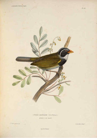 Reproducción/Reproduction 6120035369: Iconographie ornithologique Paris :Chez Friedrich Klincksieck [etc., etc.],1849 [i.e. 1845-1849] 