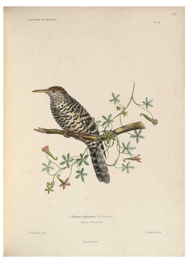 Reproducción/Reproduction 6120035147: Iconographie ornithologique Paris :Chez Friedrich Klincksieck [etc., etc.],1849 [i.e. 1845-1849] 