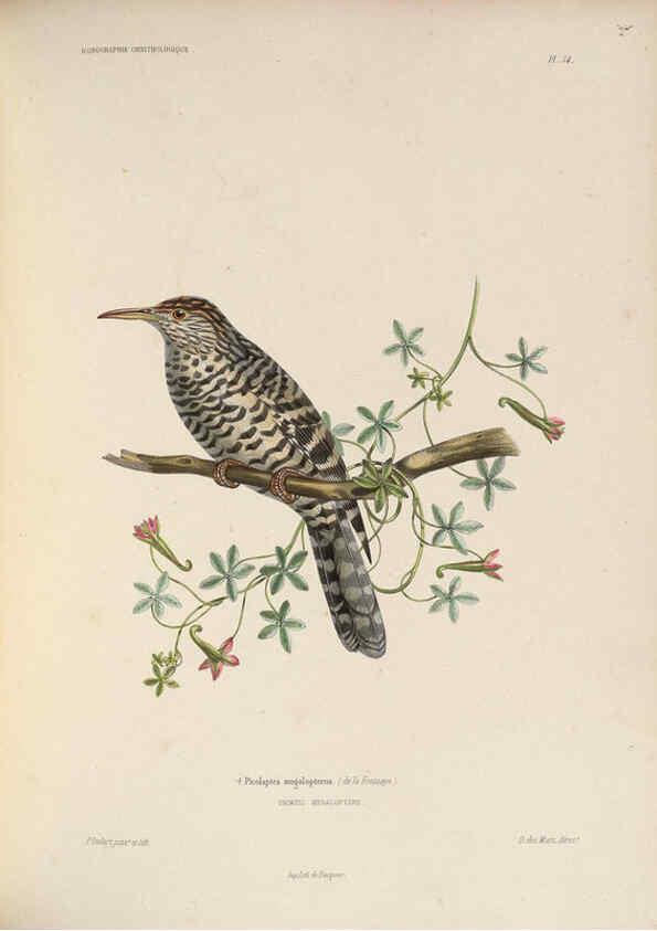 Reproducción/Reproduction 6120035147: Iconographie ornithologique Paris :Chez Friedrich Klincksieck [etc., etc.],1849 [i.e. 1845-1849] 
