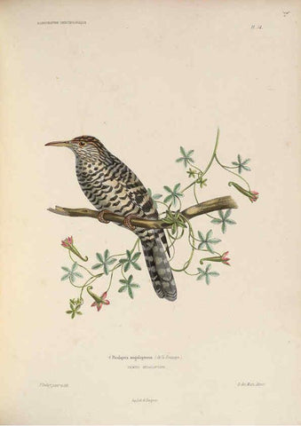 Reproducción/Reproduction 6120035147: Iconographie ornithologique Paris :Chez Friedrich Klincksieck [etc., etc.],1849 [i.e. 1845-1849] 
