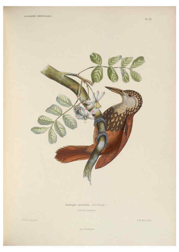 Reproducción/Reproduction 6120578396: Iconographie ornithologique Paris :Chez Friedrich Klincksieck [etc., etc.],1849 [i.e. 1845-1849] 