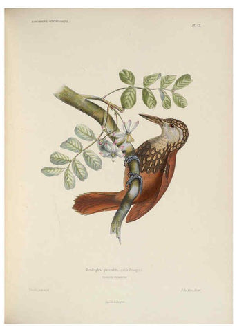 Reproducción/Reproduction 6120578396: Iconographie ornithologique Paris :Chez Friedrich Klincksieck [etc., etc.],1849 [i.e. 1845-1849] 