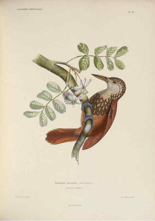 Reproducción/Reproduction 6120578396: Iconographie ornithologique Paris :Chez Friedrich Klincksieck [etc., etc.],1849 [i.e. 1845-1849] 