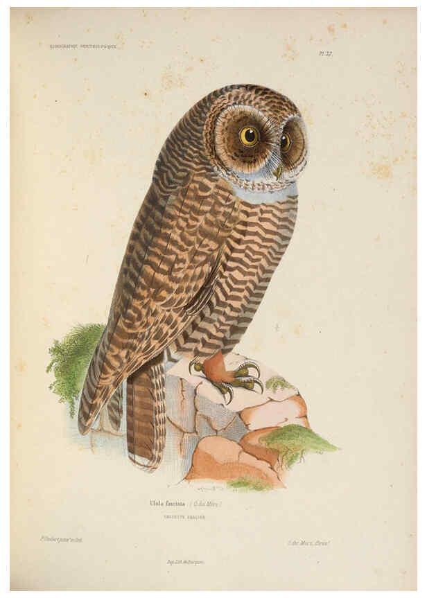 Reproducción/Reproduction 6120030063: Iconographie ornithologique Paris :Chez Friedrich Klincksieck [etc., etc.],1849 [i.e. 1845-1849] 