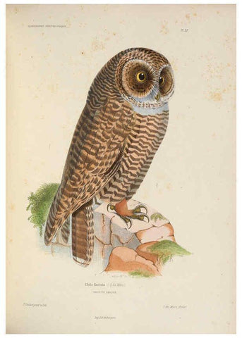 Reproducción/Reproduction 6120030063: Iconographie ornithologique Paris :Chez Friedrich Klincksieck [etc., etc.],1849 [i.e. 1845-1849] 