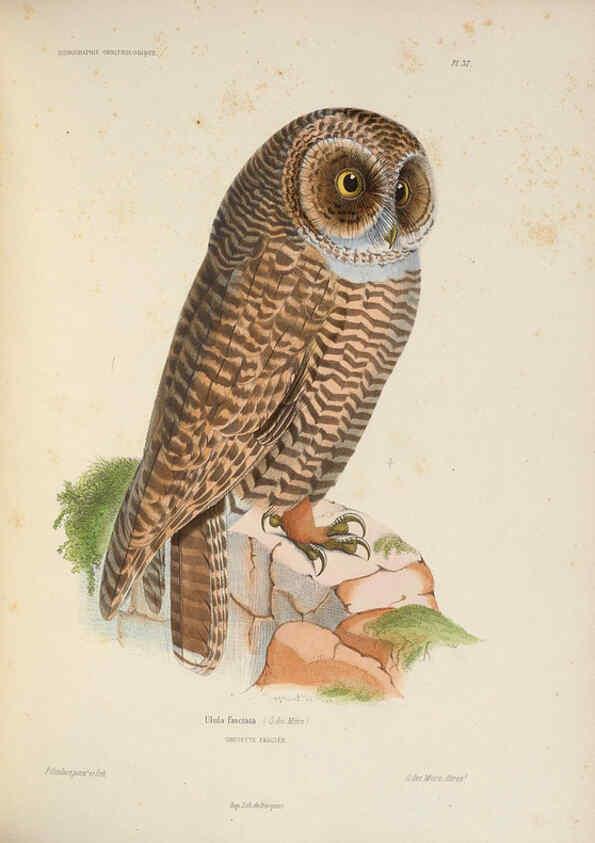 Reproducción/Reproduction 6120030063: Iconographie ornithologique Paris :Chez Friedrich Klincksieck [etc., etc.],1849 [i.e. 1845-1849] 