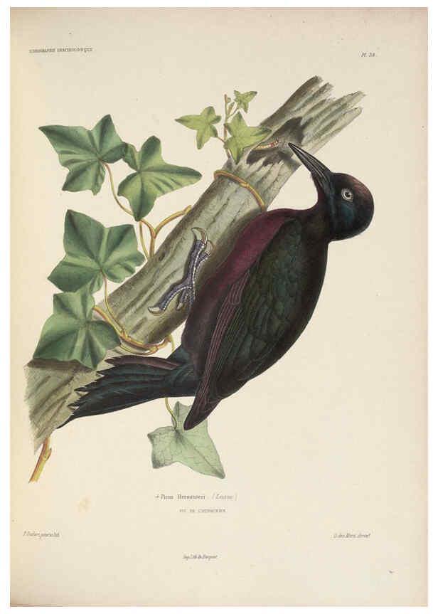 Reproducción/Reproduction 6120030299: Iconographie ornithologique Paris :Chez Friedrich Klincksieck [etc., etc.],1849 [i.e. 1845-1849] 