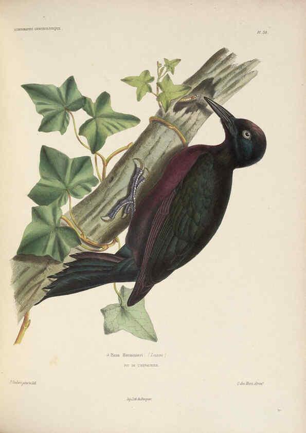 Reproducción/Reproduction 6120030299: Iconographie ornithologique Paris :Chez Friedrich Klincksieck [etc., etc.],1849 [i.e. 1845-1849] 