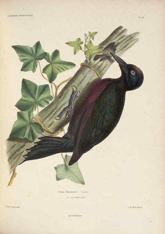 Reproducción/Reproduction 6120030299: Iconographie ornithologique Paris :Chez Friedrich Klincksieck [etc., etc.],1849 [i.e. 1845-1849] 