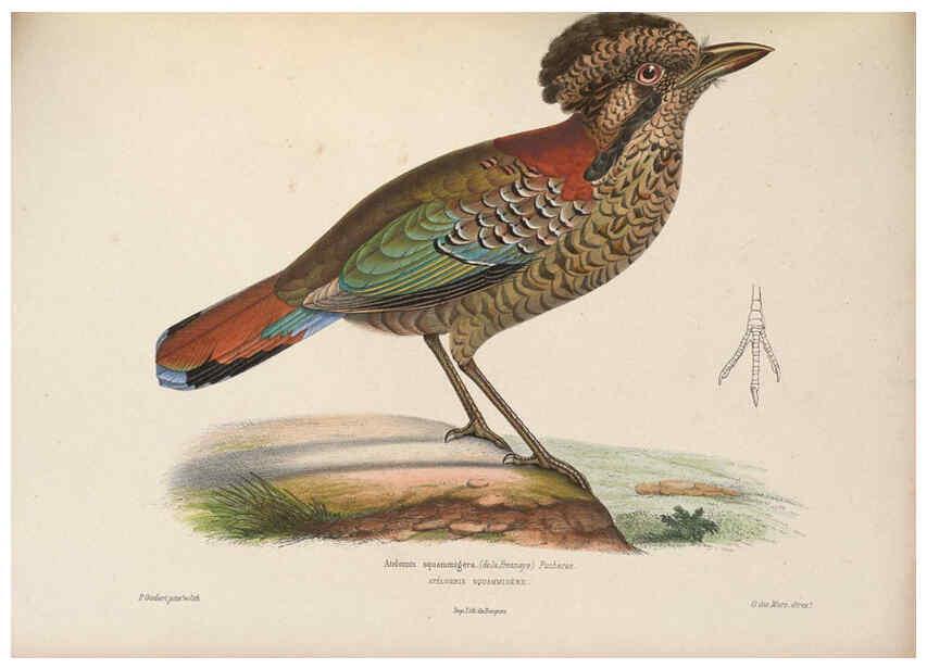 Reproducción/Reproduction 6120574214: Iconographie ornithologique Paris :Chez Friedrich Klincksieck [etc., etc.],1849 [i.e. 1845-1849] 