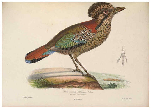 Reproducción/Reproduction 6120574214: Iconographie ornithologique Paris :Chez Friedrich Klincksieck [etc., etc.],1849 [i.e. 1845-1849] 
