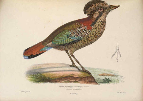 Reproducción/Reproduction 6120574214: Iconographie ornithologique Paris :Chez Friedrich Klincksieck [etc., etc.],1849 [i.e. 1845-1849] 