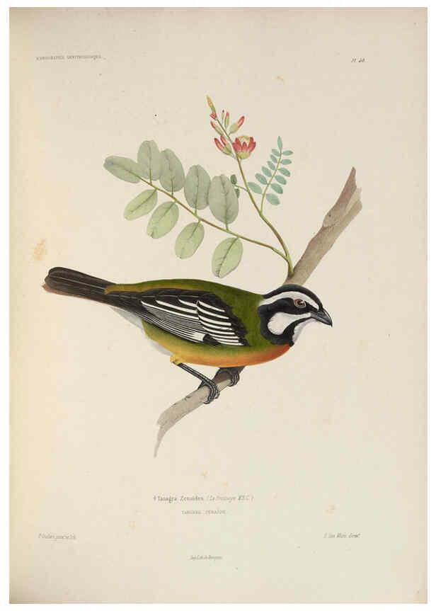 Reproducción/Reproduction 6120030961: Iconographie ornithologique Paris :Chez Friedrich Klincksieck [etc., etc.],1849 [i.e. 1845-1849] 