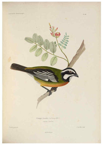 Reproducción/Reproduction 6120030961: Iconographie ornithologique Paris :Chez Friedrich Klincksieck [etc., etc.],1849 [i.e. 1845-1849] 