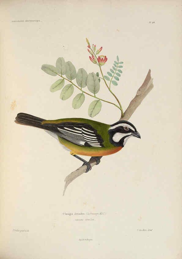 Reproducción/Reproduction 6120030961: Iconographie ornithologique Paris :Chez Friedrich Klincksieck [etc., etc.],1849 [i.e. 1845-1849] 