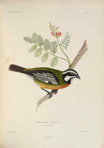 Reproducción/Reproduction 6120030961: Iconographie ornithologique Paris :Chez Friedrich Klincksieck [etc., etc.],1849 [i.e. 1845-1849] 