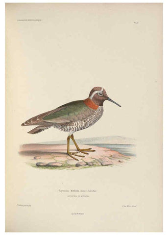 Reproducción/Reproduction 6120031289: Iconographie ornithologique Paris :Chez Friedrich Klincksieck [etc., etc.],1849 [i.e. 1845-1849] 
