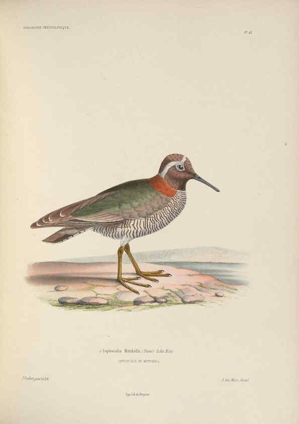 Reproducción/Reproduction 6120031289: Iconographie ornithologique Paris :Chez Friedrich Klincksieck [etc., etc.],1849 [i.e. 1845-1849] 