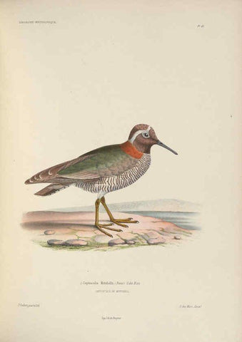Reproducción/Reproduction 6120031289: Iconographie ornithologique Paris :Chez Friedrich Klincksieck [etc., etc.],1849 [i.e. 1845-1849] 
