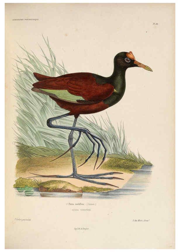 Reproducción/Reproduction 6120575124: Iconographie ornithologique Paris :Chez Friedrich Klincksieck [etc., etc.],1849 [i.e. 1845-1849] 