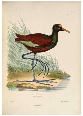 Reproducción/Reproduction 6120575124: Iconographie ornithologique Paris :Chez Friedrich Klincksieck [etc., etc.],1849 [i.e. 1845-1849] 