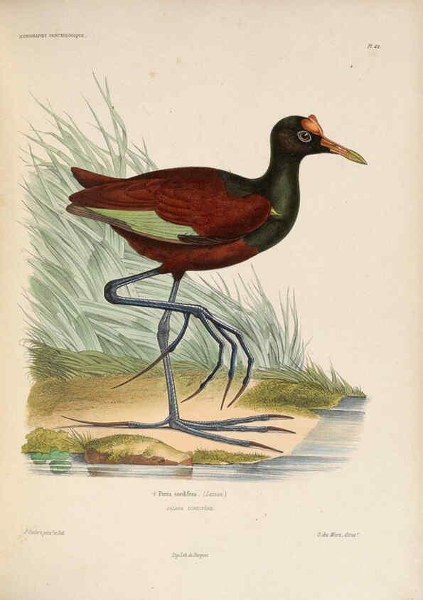 Reproducción/Reproduction 6120575124: Iconographie ornithologique Paris :Chez Friedrich Klincksieck [etc., etc.],1849 [i.e. 1845-1849] 