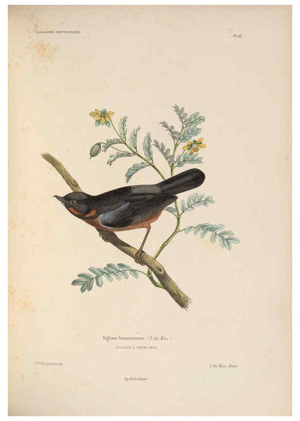 Reproducción/Reproduction 6120575350: Iconographie ornithologique Paris :Chez Friedrich Klincksieck [etc., etc.],1849 [i.e. 1845-1849] 