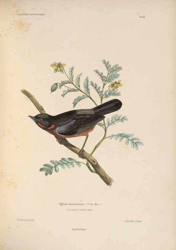 Reproducción/Reproduction 6120575350: Iconographie ornithologique Paris :Chez Friedrich Klincksieck [etc., etc.],1849 [i.e. 1845-1849] 