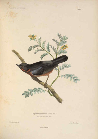 Reproducción/Reproduction 6120575350: Iconographie ornithologique Paris :Chez Friedrich Klincksieck [etc., etc.],1849 [i.e. 1845-1849] 