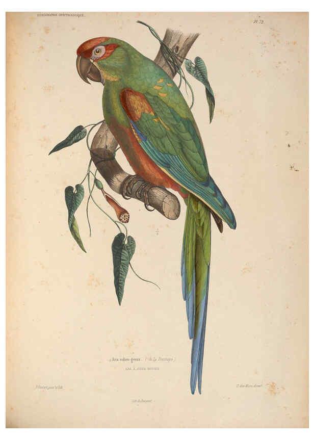 Reproducción/Reproduction 6120584056: Iconographie ornithologique Paris :Chez Friedrich Klincksieck [etc., etc.],1849 [i.e. 1845-1849] 