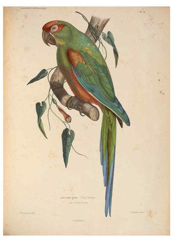 Reproducción/Reproduction 6120584056: Iconographie ornithologique Paris :Chez Friedrich Klincksieck [etc., etc.],1849 [i.e. 1845-1849] 