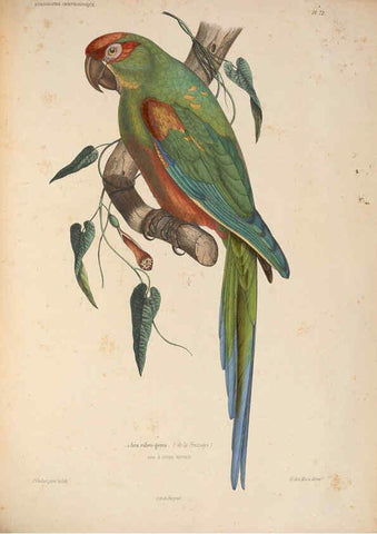 Reproducción/Reproduction 6120584056: Iconographie ornithologique Paris :Chez Friedrich Klincksieck [etc., etc.],1849 [i.e. 1845-1849] 