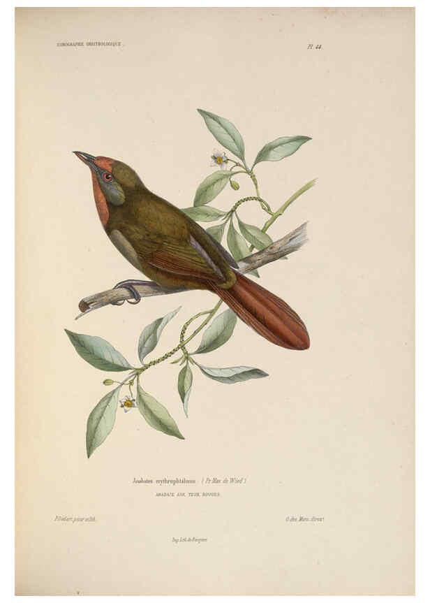 Reproducción/Reproduction 6120575588: Iconographie ornithologique Paris :Chez Friedrich Klincksieck [etc., etc.],1849 [i.e. 1845-1849] 