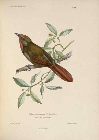 Reproducción/Reproduction 6120575588: Iconographie ornithologique Paris :Chez Friedrich Klincksieck [etc., etc.],1849 [i.e. 1845-1849] 
