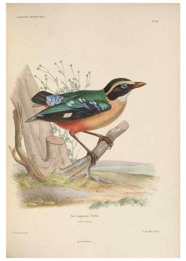 Reproducción/Reproduction 6120576266: Iconographie ornithologique Paris :Chez Friedrich Klincksieck [etc., etc.],1849 [i.e. 1845-1849] 