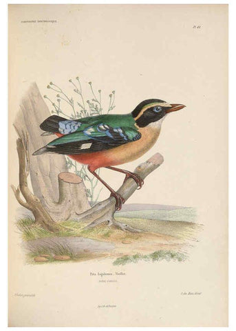Reproducción/Reproduction 6120576266: Iconographie ornithologique Paris :Chez Friedrich Klincksieck [etc., etc.],1849 [i.e. 1845-1849] 