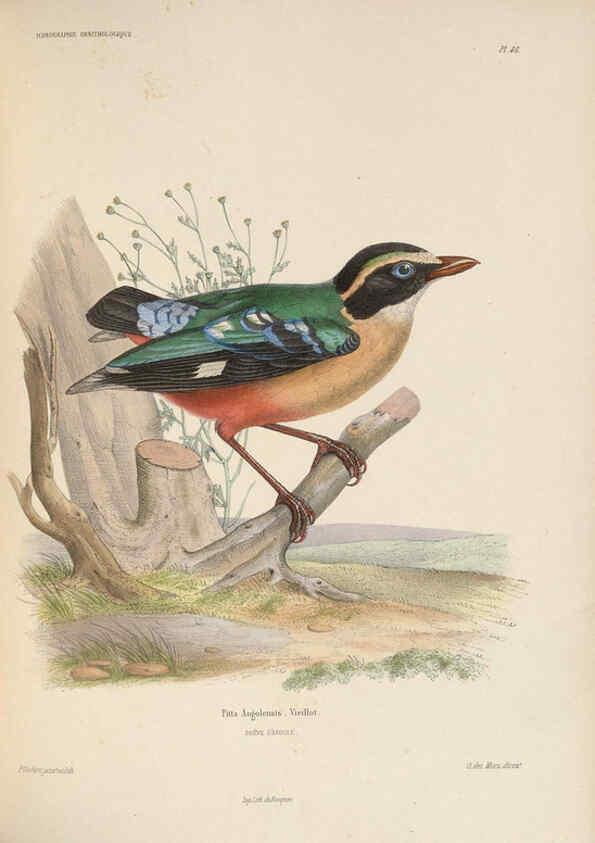 Reproducción/Reproduction 6120576266: Iconographie ornithologique Paris :Chez Friedrich Klincksieck [etc., etc.],1849 [i.e. 1845-1849] 