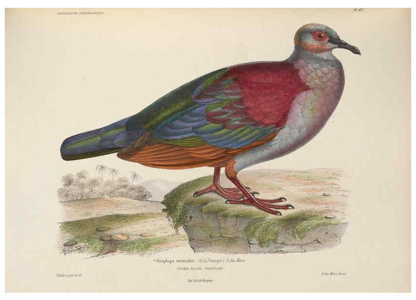 Reproducción/Reproduction 6120576502: Iconographie ornithologique Paris :Chez Friedrich Klincksieck [etc., etc.],1849 [i.e. 1845-1849] 