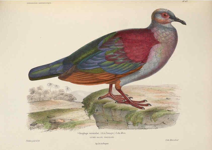 Reproducción/Reproduction 6120576502: Iconographie ornithologique Paris :Chez Friedrich Klincksieck [etc., etc.],1849 [i.e. 1845-1849] 